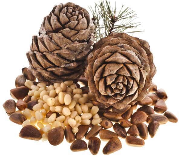 Pine nuts, the use of which helps to solve problems with potency
