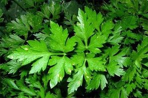 parsley to increase potency